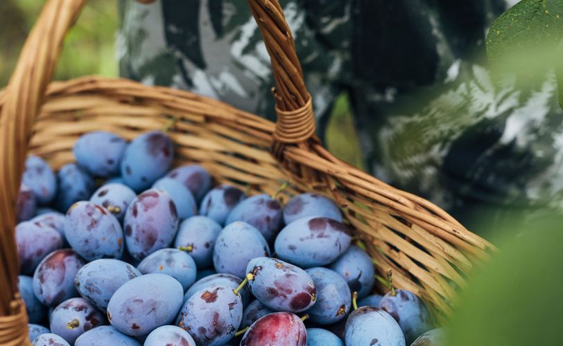 barbianer-zwetschke-c-thomas-roetting-8