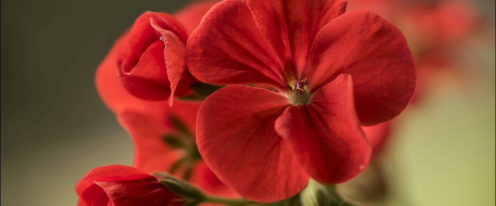 Red pelargonium flowers