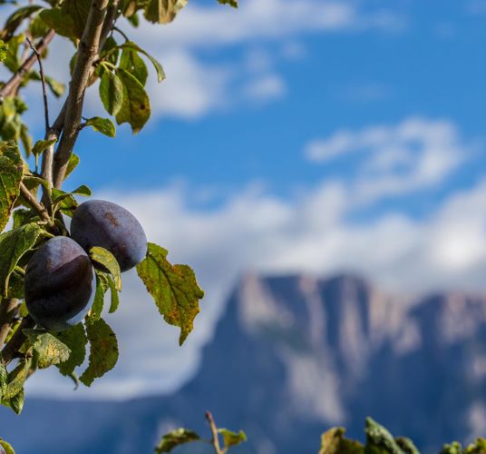 A plum tree with fruits