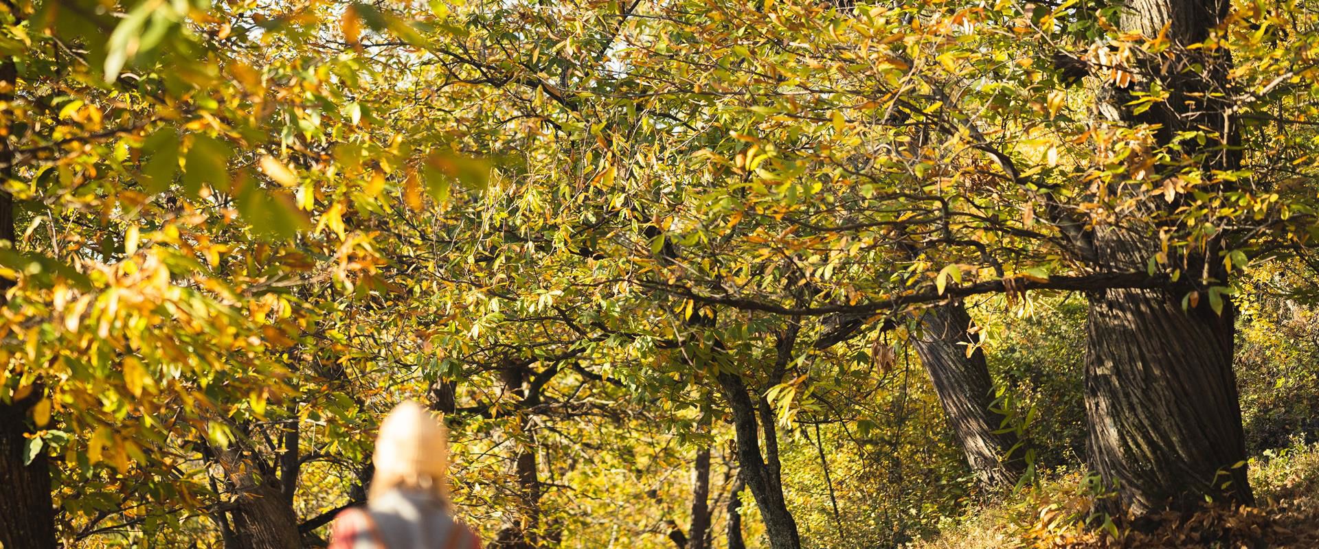 Chestnut Trail