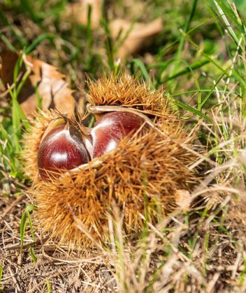 A chestnut