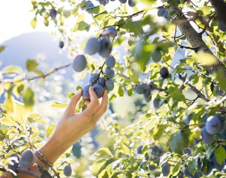 barbianer-zwetschke-c-thomas-roetting-86