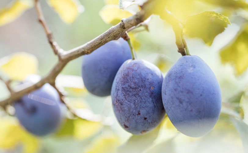 barbianer-zwetschke-c-thomas-roetting-20